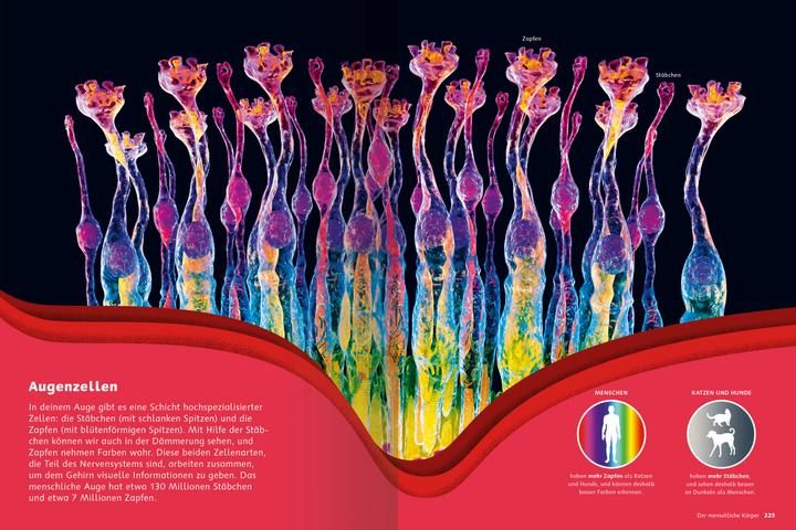 Actual product image Ravensburger Das grosse Buch der Infografiken (German, Andrew Pettie, Conrad Quilty-Harper, 2024)