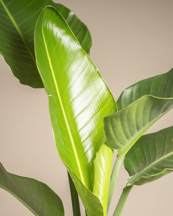Immagine prodotto feey Strelitzia XL (110 cm, Appena rinvasata)