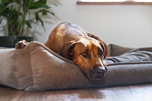 Immagine prodotto Beeztees Veo (Cane)