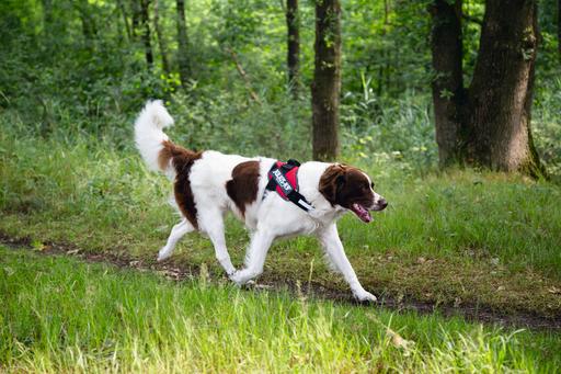 Produktbild Julius-K9 IDC-Powergeschirr (2, Hund, Allgemein)