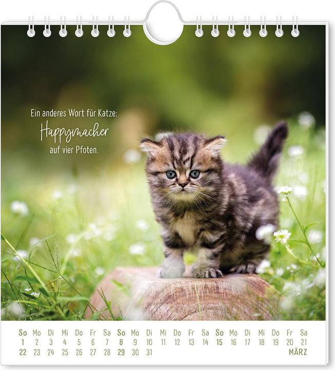 Actual product image Postkartenkalender 2026 Auf leisen Pfot (16 x 17 cm, German)