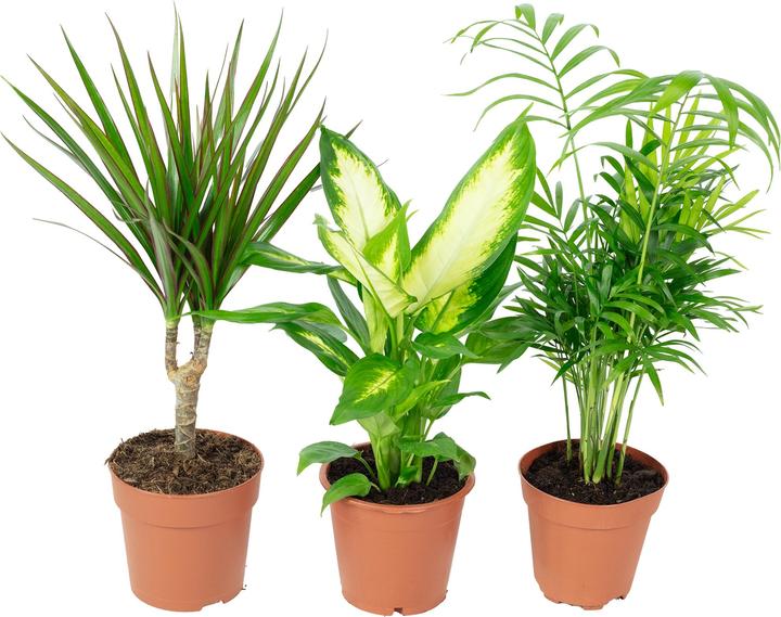 Flowerbox 3er-Set Zimmerpflanzen Chamaedorea, Dieffenbachie, Dracaena (30 cm)
