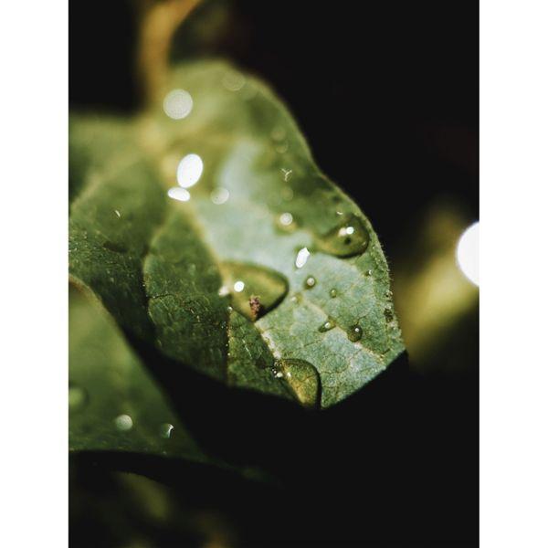 Produktbild Moment Macro 10x Lens - T-Series