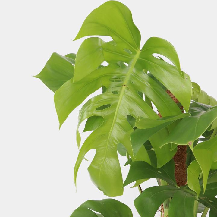 Actual product image Plant in a Box Monstera Deliciosa - Monkey mask on a stick (130 cm)