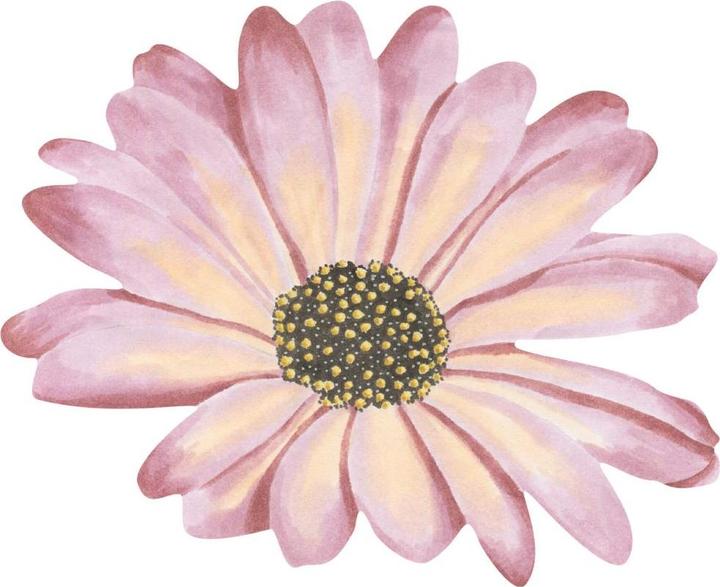 Actual product image Trenddeko Bornholm daisy flower rosé Watercolor (55 x 45 cm)