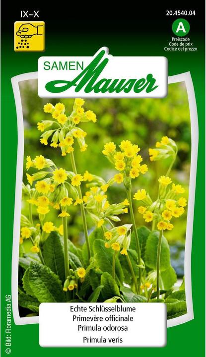 Samen Mauser Vera primula (Semi di piante)