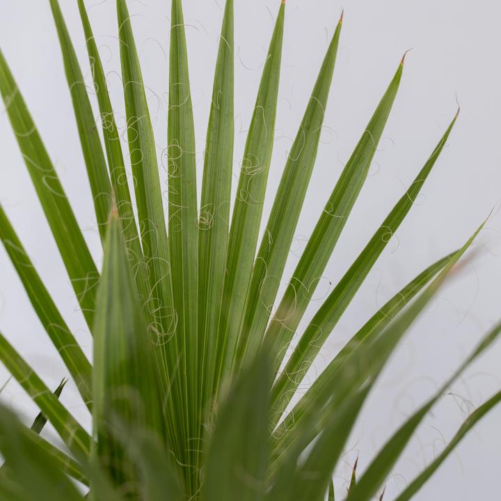 Actual product image Plant in a Box Phoenix canariensis, Chamaerops Humilis, Washingtonia Robusta (50 cm)