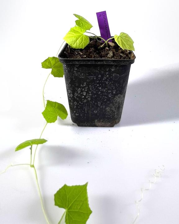 Produktbild Boum Setzling Snackgurke "Zauberminis"