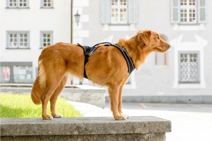 Produktbild Curli Geschirr Magnetic Belka Comfort (M, Hund, Allgemein)