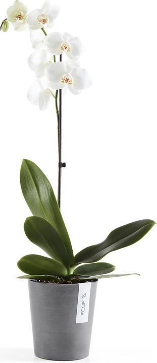 Actual product image Ecopots Morinda (14 cm)