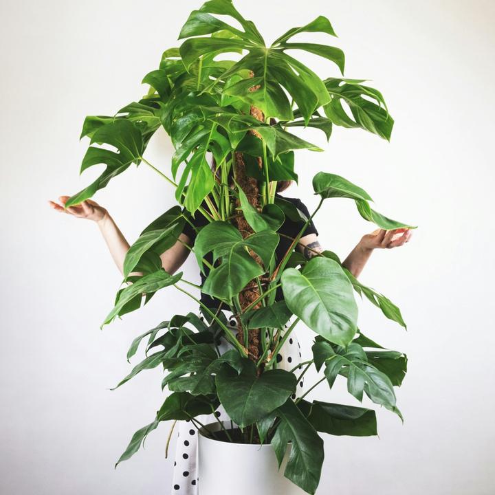 Actual product image Plant in a Box Monstera Deliciosa - Monkey mask on a stick (130 cm)