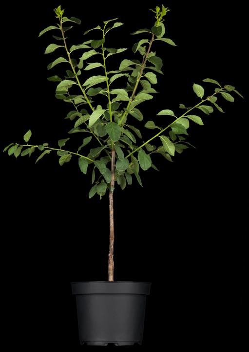 Produktbild Mirabelle Bellamira (170 cm)