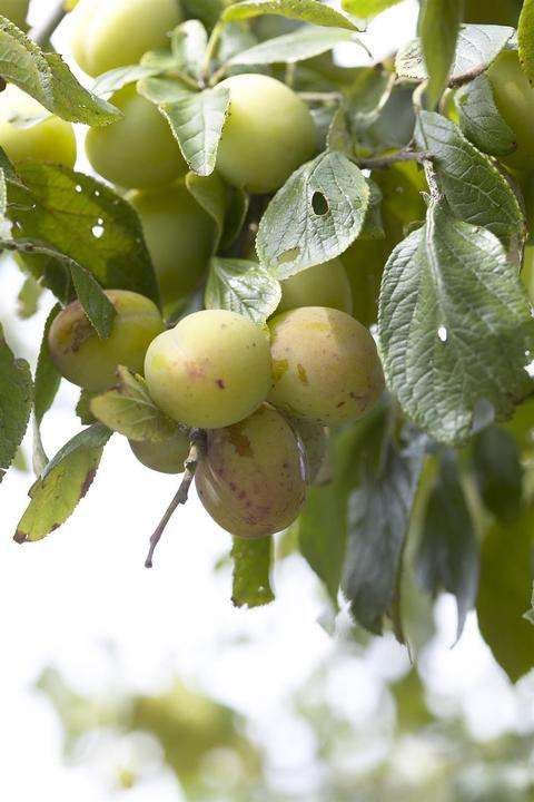Produktbild Mirabelle Bellamira (170 cm)