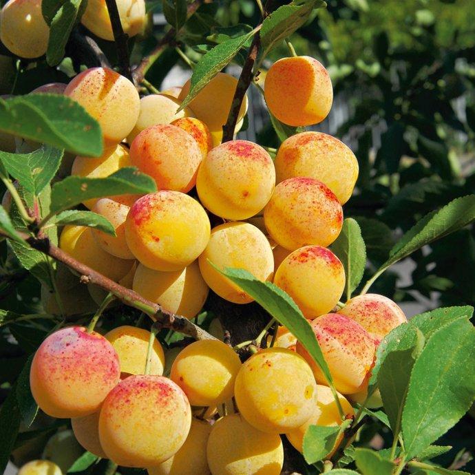 Produktbild Mirabelle Bellamira (170 cm)