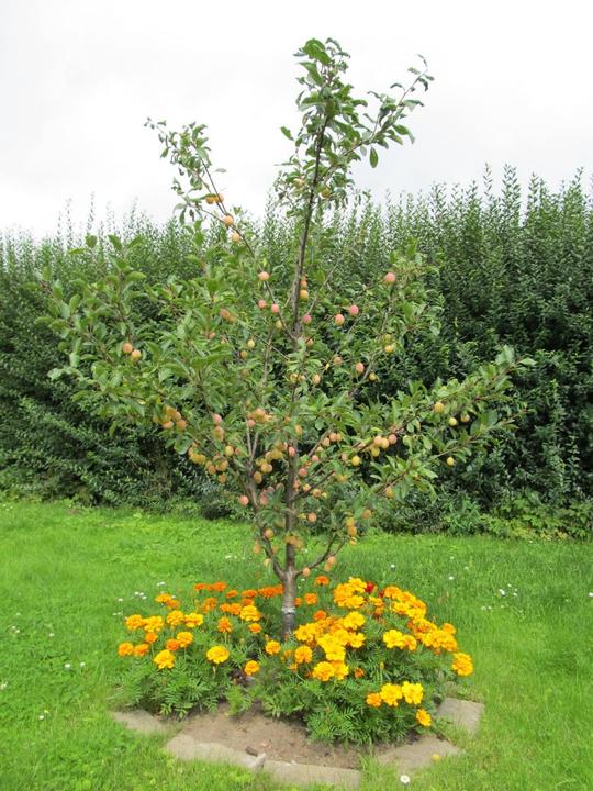 Produktbild Mirabelle Bellamira (170 cm)