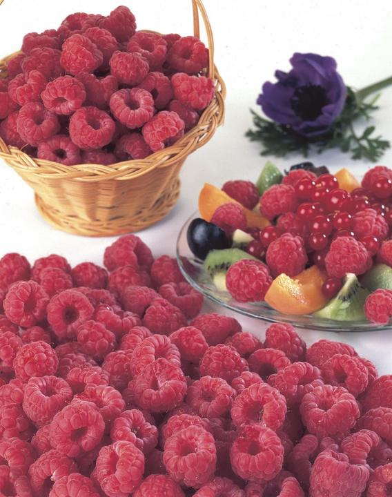 Actual product image Raspberry Willamette (50 cm)