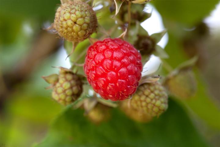 Actual product image Raspberry Willamette (50 cm)