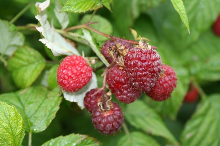 Actual product image Raspberry Willamette (50 cm)