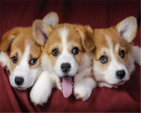 Actual product image Pracht Diamond Painting 6037-40071 Dog Babies 25 x 35 cm