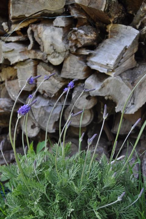 Image du produit Säntispracht La lavande papillon des Canaries - Lavendula 'pinnata (80 cm)