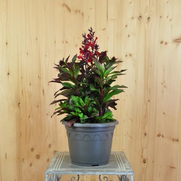 Actual product image Säntispracht The magnificent lobelia for late summer - Lobelia speciosa 'Dark Leaved Scarlet" (80 cm)