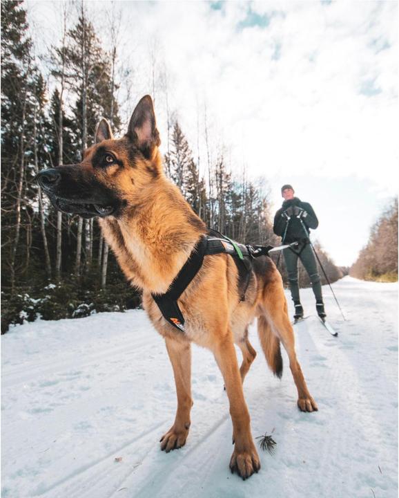 Actual product image Non-Stop Dogwear Freemotion pull harness running harness sport harness (8, Dog, Dog sport)