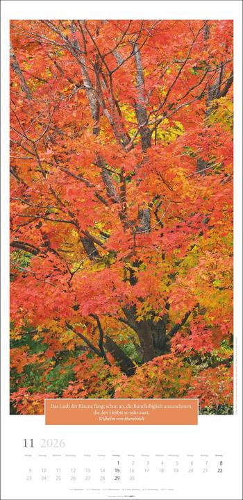 Actual product image Wunderwelt der Bäume Kalender 2026 (33 x 68 cm, German)