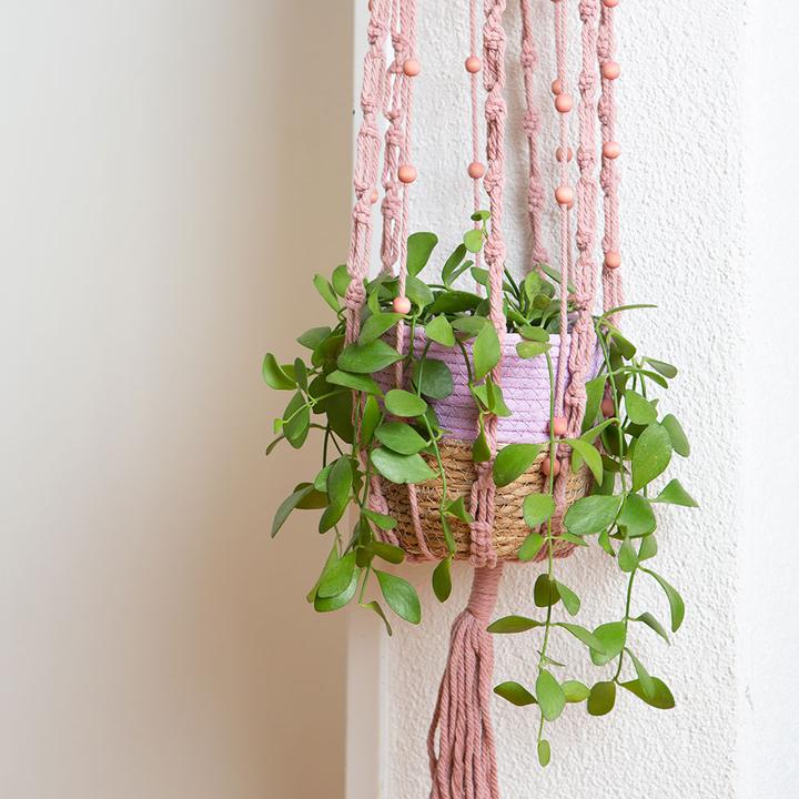Produktbild VEG and the City Cobar (Schneckenhauspflanze – Dischidia oianthe) (9 cm)