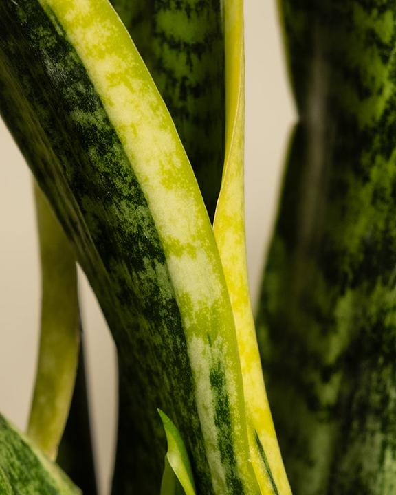 Immagine prodotto feey La lingua della suocera (35 cm, Appena rinvasata)