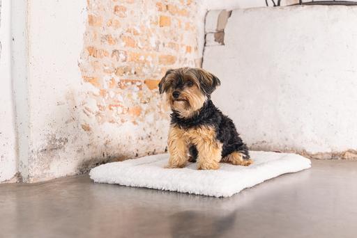 Actual product image Designed by Lotte Ligra (Dog)