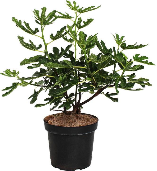 Immagine prodotto Zulauf Fico / Ficus carica Fico di montagna (500 cm)