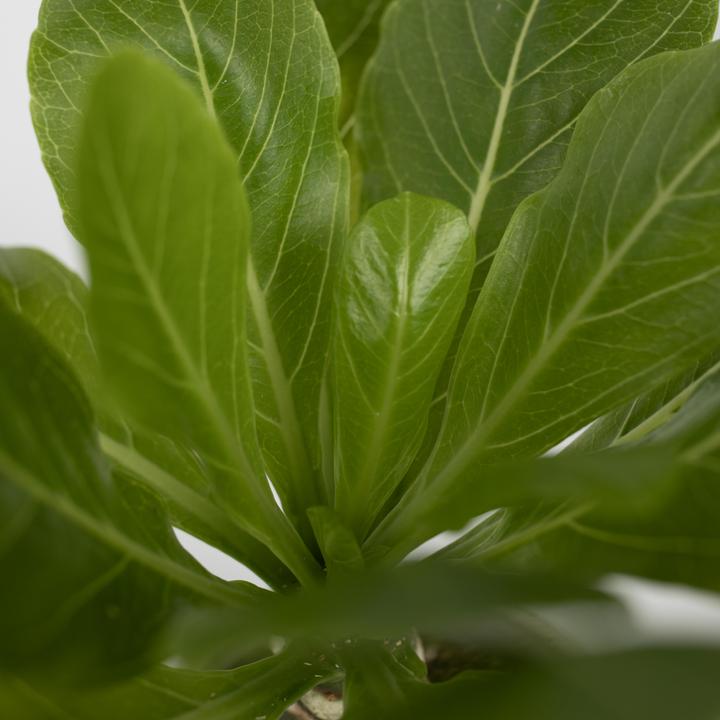 Produktbild Plant in a Box Brighamia Insignis - 2er Set Alula Hawaiian Palme (25 cm)