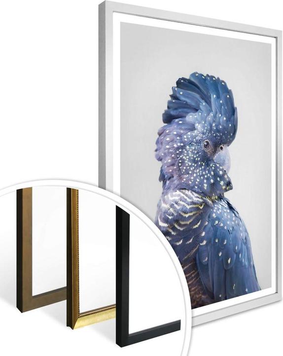 Actual product image Trenddeko Blue Cockatoo (24 x 30 cm)