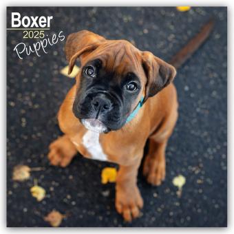 Produktbild Boxer Puppies - Boxer Welpen 2025 - 16-Monatskalender (305 x 305 mm, Deutsch)