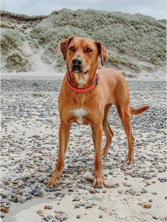 Produktbild Hunter Halsband Convenience Comfort Biothane Neoprengepolstert (23, 24, 25, 27, 28, 29, 30, Hund, Allgemein)