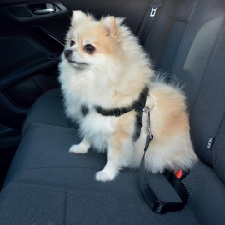 Actual product image EBI Ramp car plastic Easy Step (Dog, Foldable)