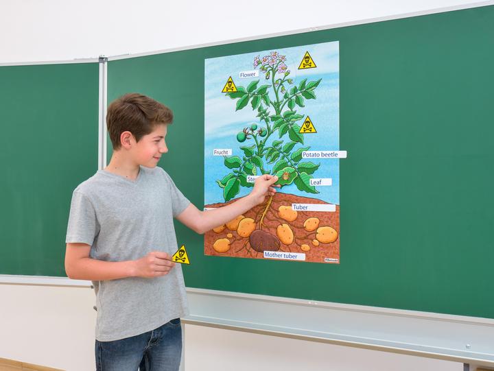 Actual product image Betzold The potato plant