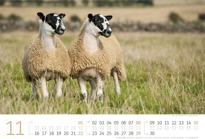 Produktbild Schafe Kalender 2026 (45 x 33 cm, Harter Einband, Deutsch, Französisch, Italienisch, Englisch)