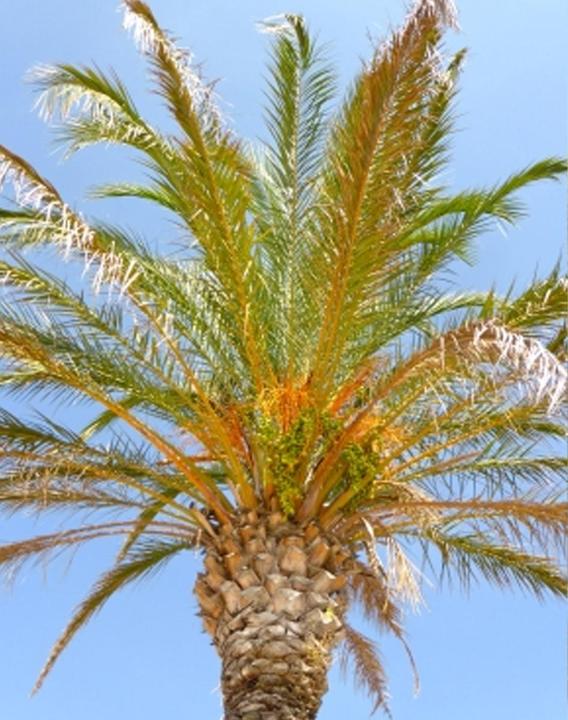 Immagine prodotto Tropica Palma da dattero Phoenix Dactylifera (Semi di piante)