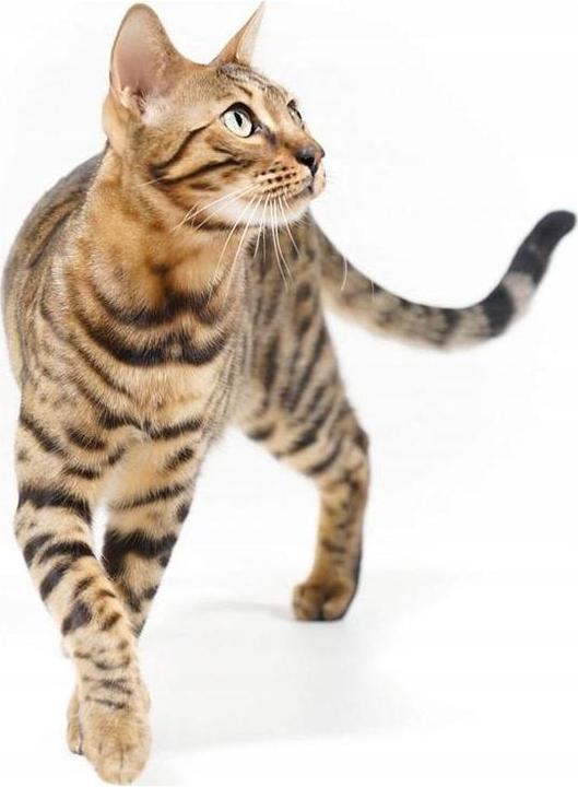 Produktbild IMAC Zuma (Katzenklo geschlossen)