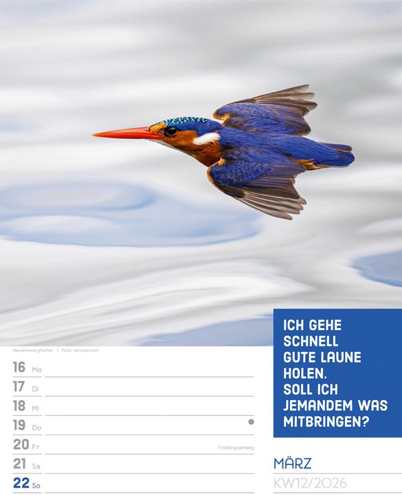 Actual product image Tierisch! Sprüchekalender - Wochenplaner Kalender 2026 (25 x 33 cm, Hardcover, German)