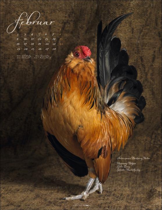 Produktbild Pretty Chicks Kalender 2026 (34 x 44 cm, Deutsch)