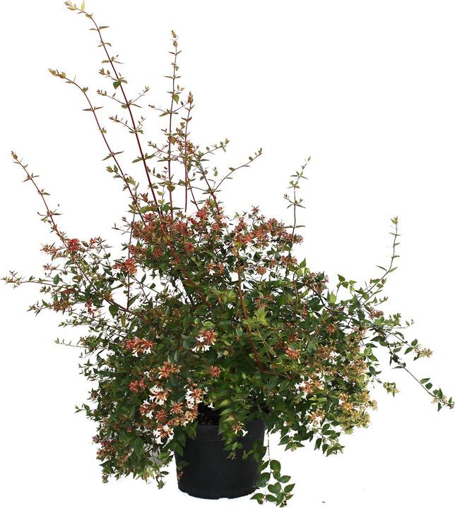 Immagine prodotto Zulauf Grossblütige Abelie / Abelia x grandiflora (70 cm)