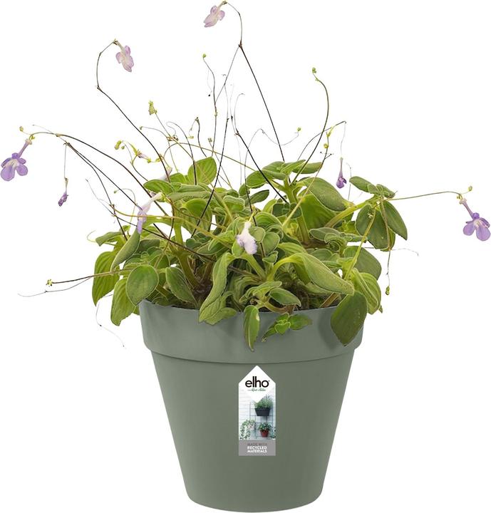 Actual product image Elho Loft Urban Green Wall Plant Pot Single (15 cm)