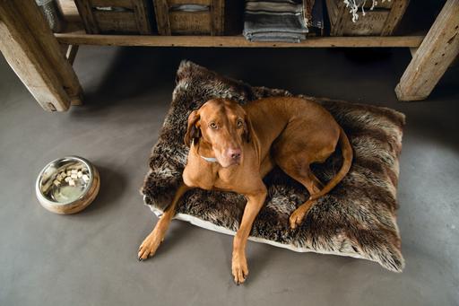 Actual product image Designed by Lotte Virante (M, L, Dog, Walks)
