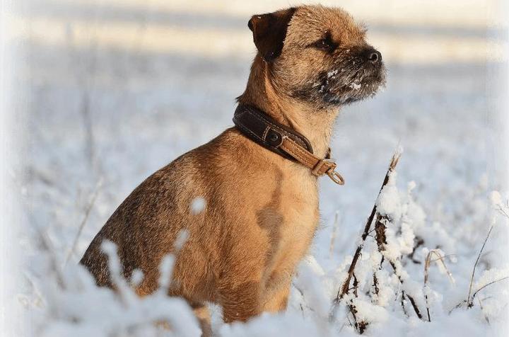 Image du produit Niggeloh Collier Classic Loden (S, Chien, Général)