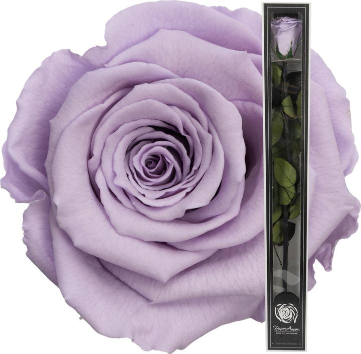 Actual product image Migros Ostschweiz Premium stem rose (stabilised rose) (Infinity Flowers)