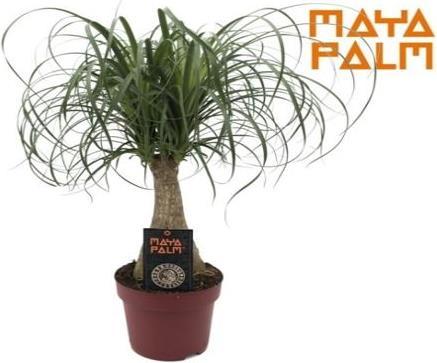 Produktbild Elefantenfuss (60 cm)
