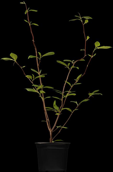 Immagine prodotto Tulipano magnolia (80 cm)