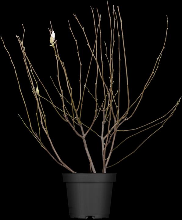Immagine prodotto Tulipano magnolia (80 cm)